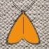 Protect rugs from moths