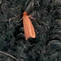 a moth on a rug